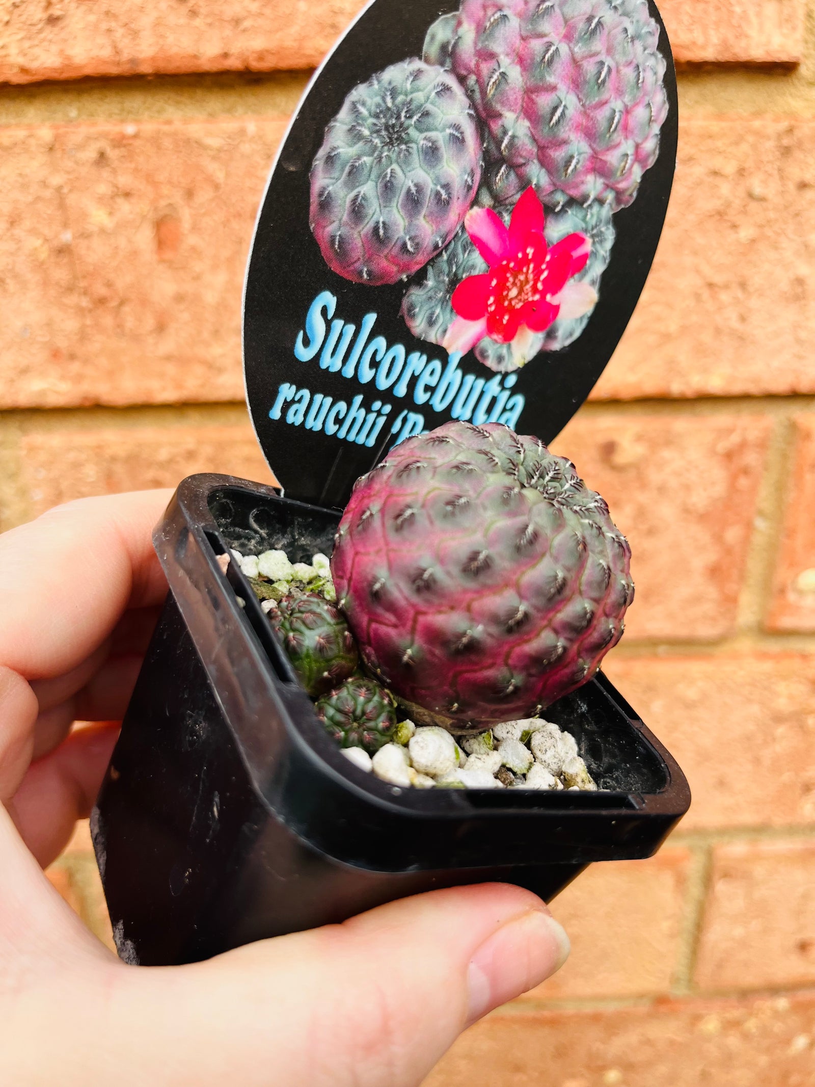 Sulcorebutia rauchii 'Purple'