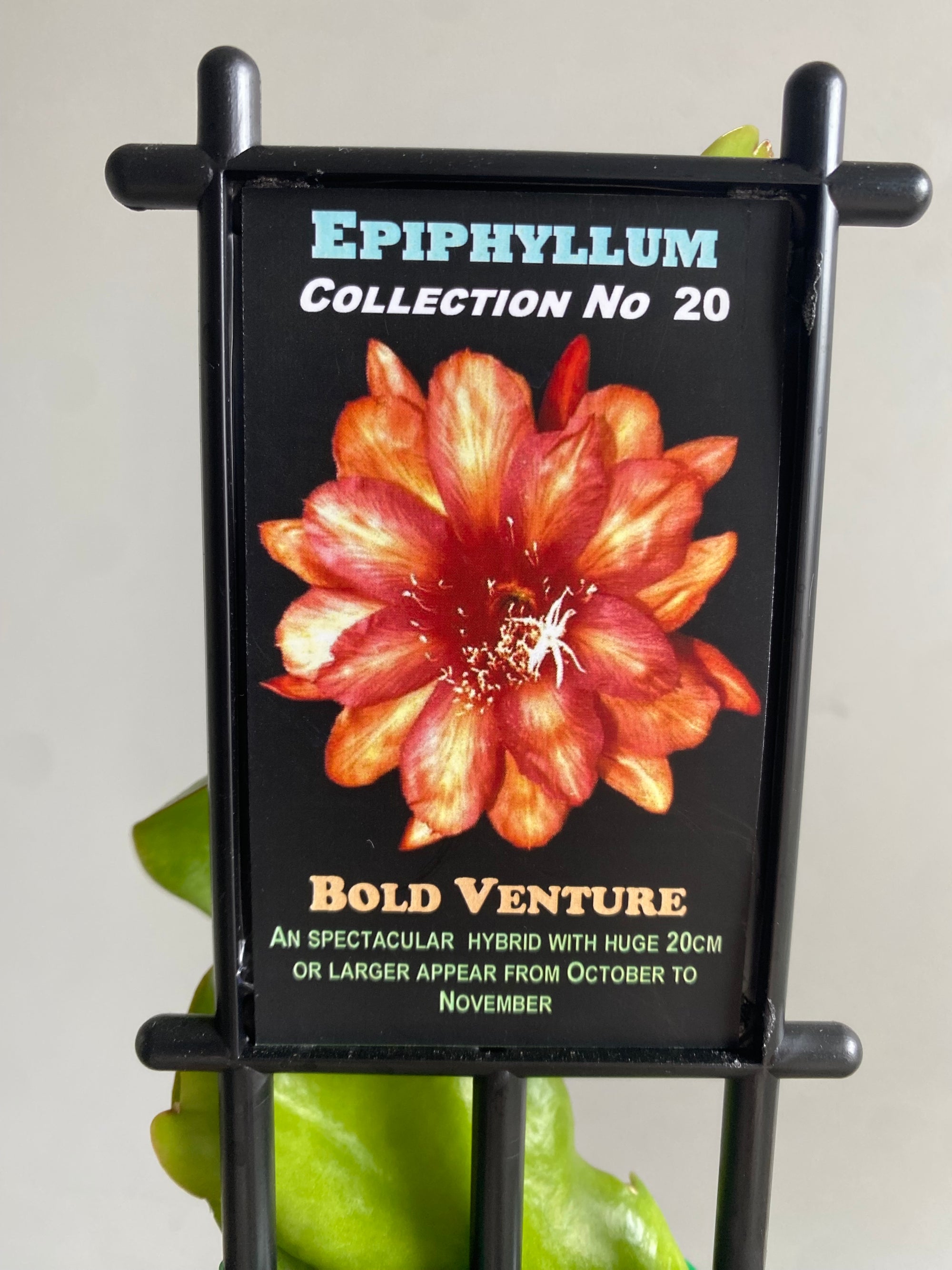 Epiphyllum 'Bold Venture' - Collection No. 20