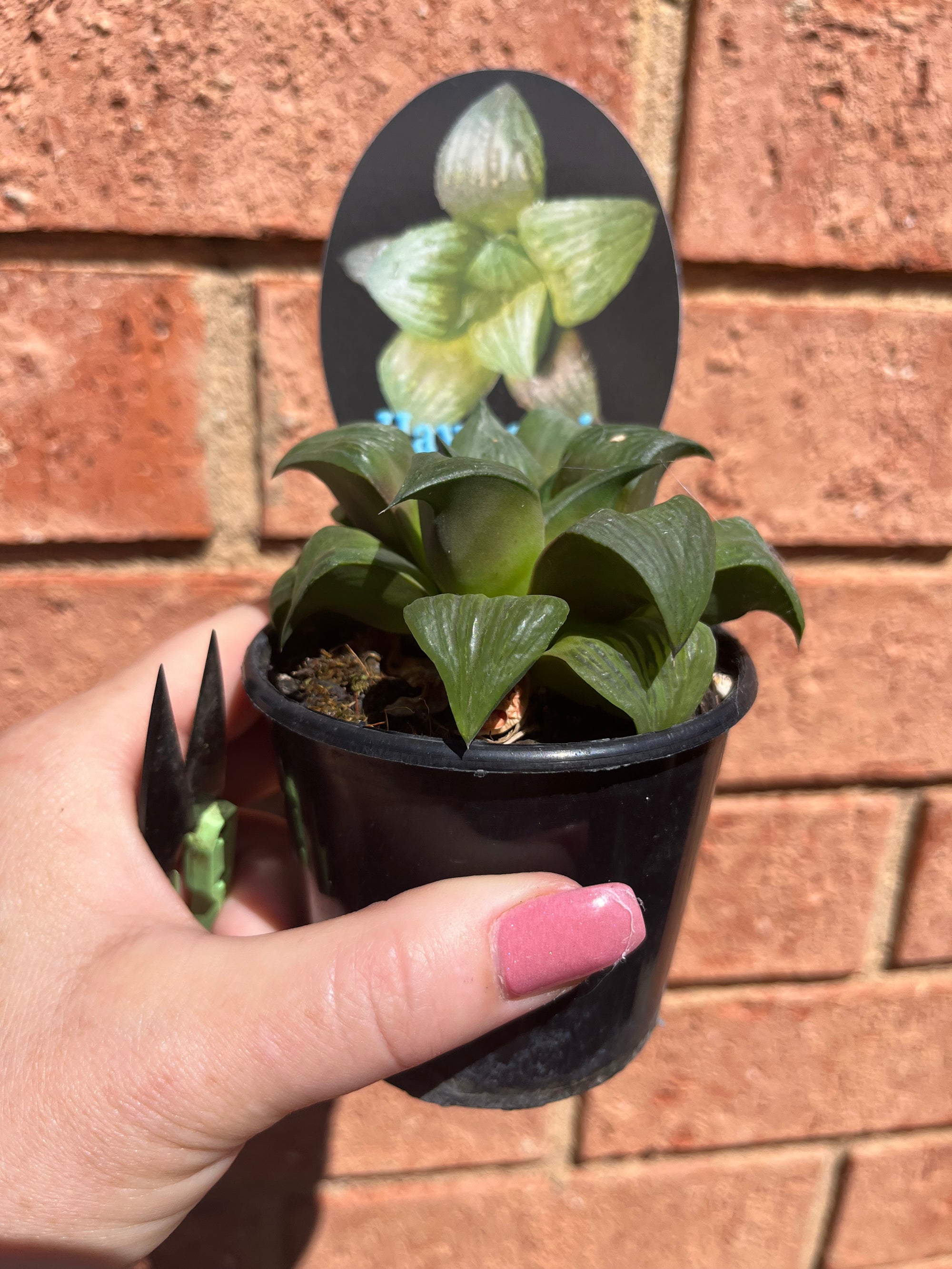 Haworthia cv. 'Leiyingshou'