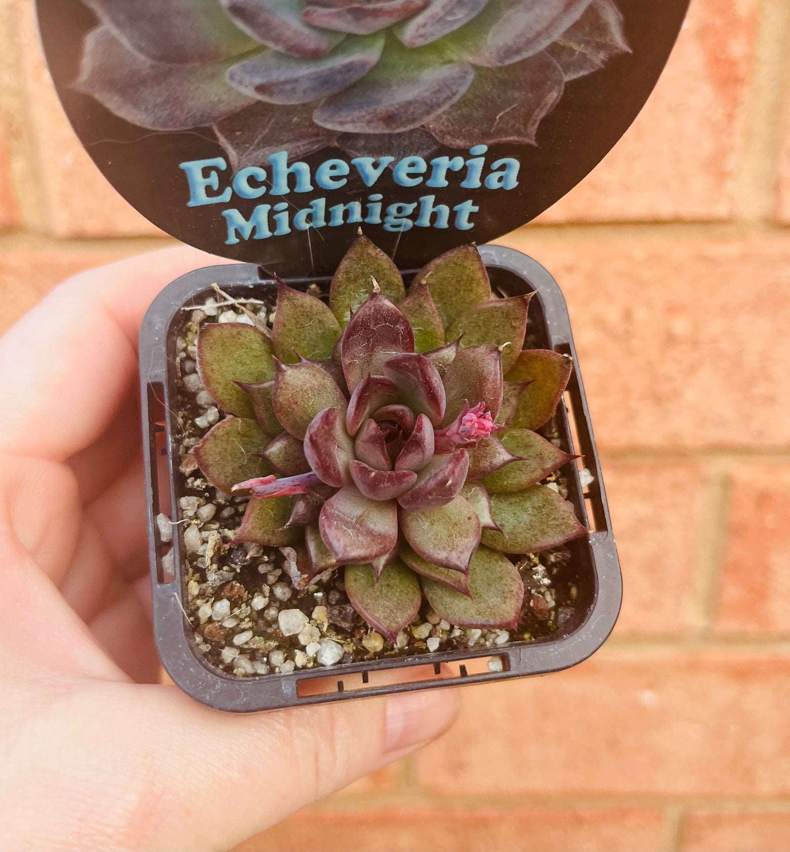 Echeveria - Midnight