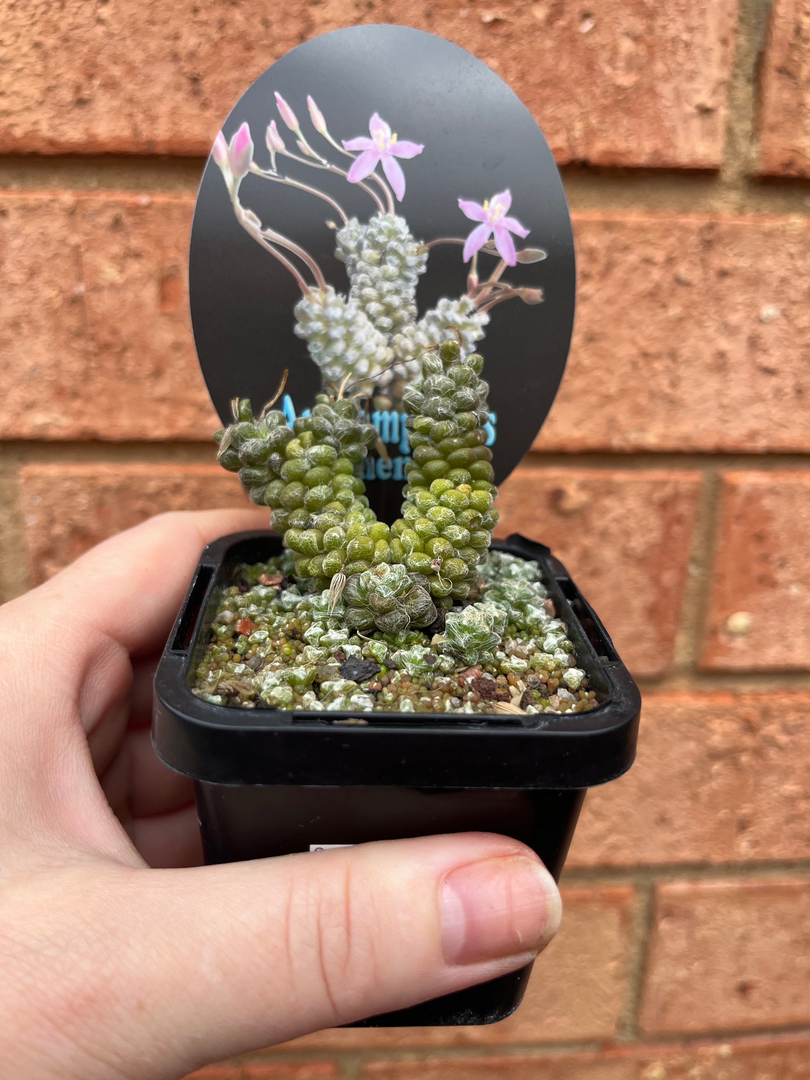 Anacampseros filamentosa subsp. tomentosa