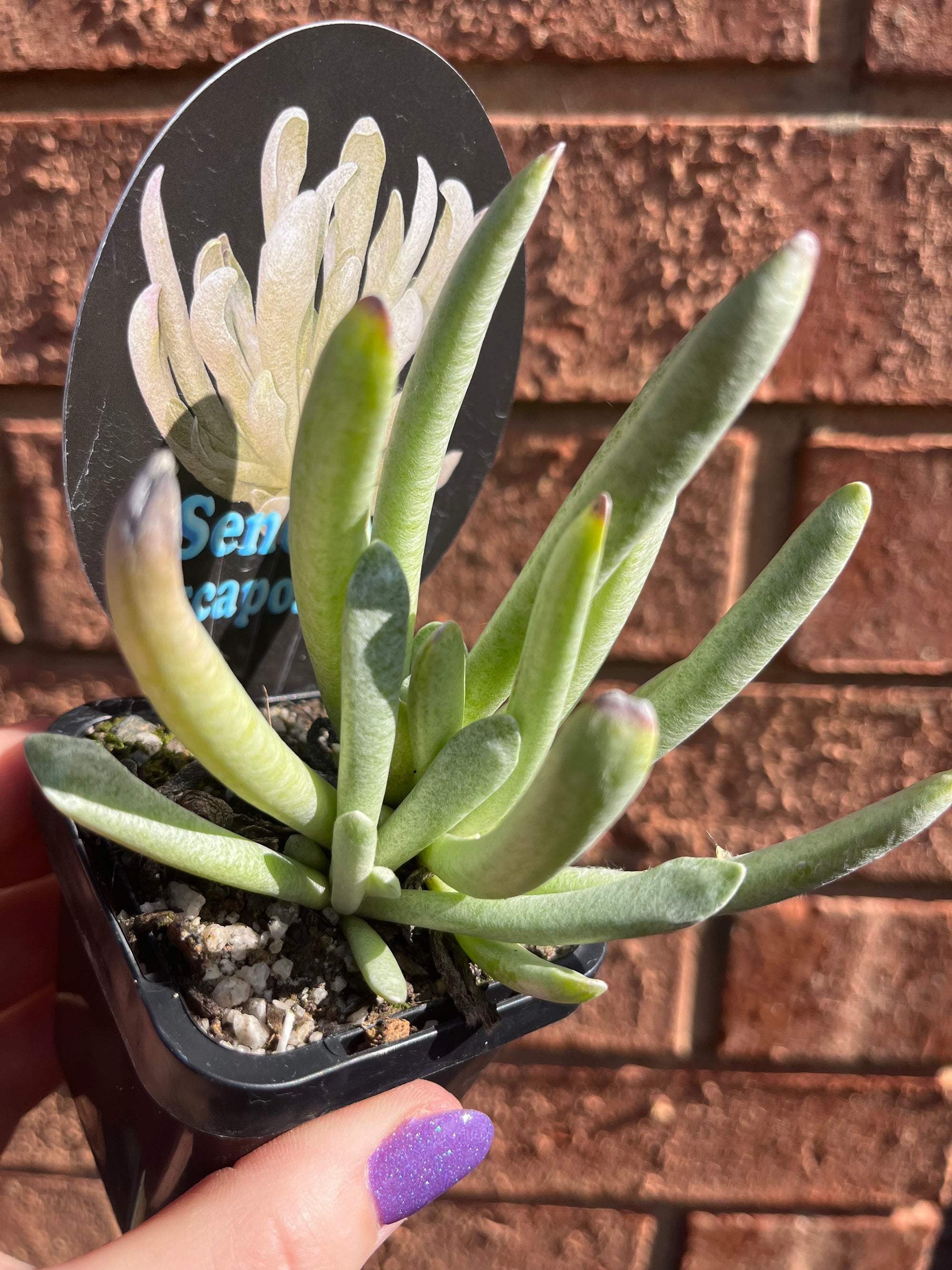 Senecio scaposus 'Silver Spider'