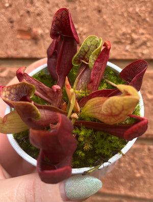 Sarracenia hybrid - Trumpet Pitcher Plant (NOID) C