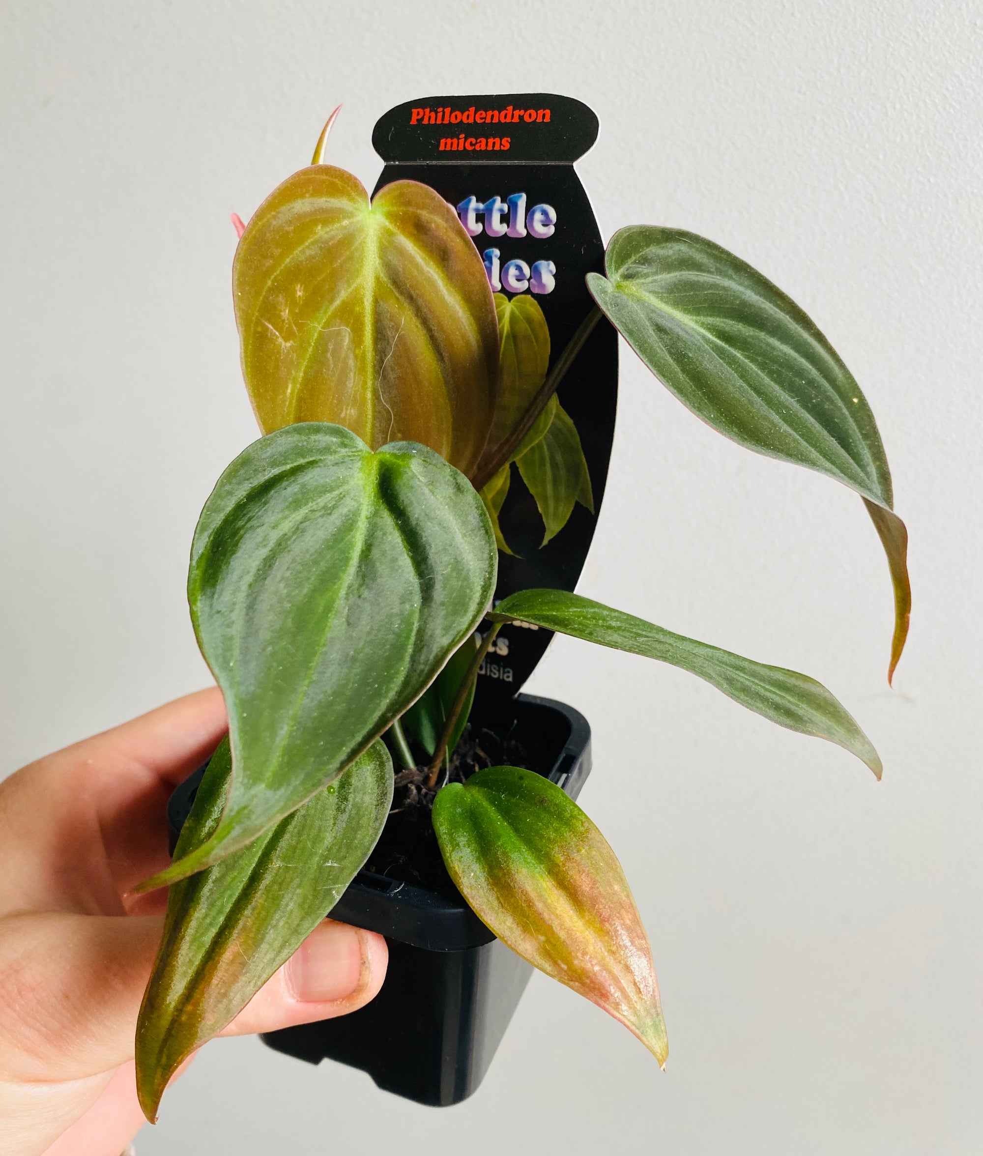 Philodendron - Hederaceum var. hederaceum micans
