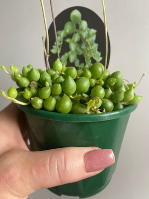 Senecio herreianus  ‘Angels Tears’