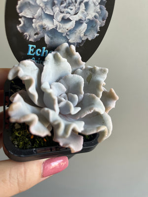 Echeveria 'Crispate Beauty'