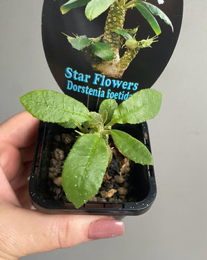 Dorstenia foetida 'Star Flowers'