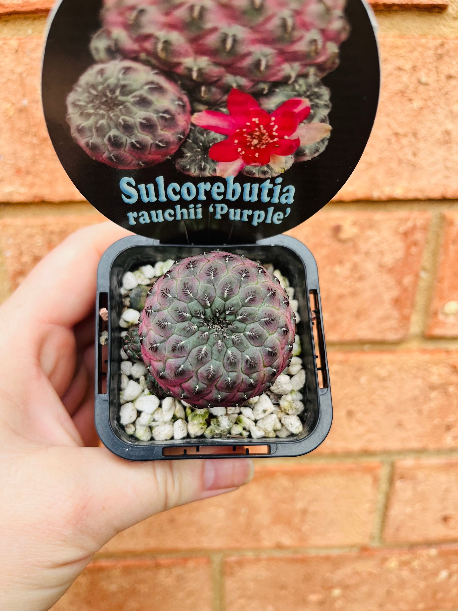 Sulcorebutia rauchii 'Purple'