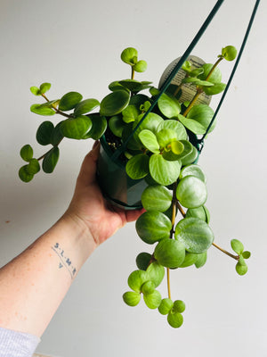 Peperomia Hope (deppeana x quadrifolia)