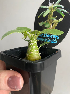 Dorstenia foetida 'Star Flowers'