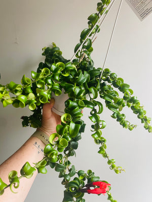 Curly Lipstick Plant (Curly) - Aeschynanthus radicans