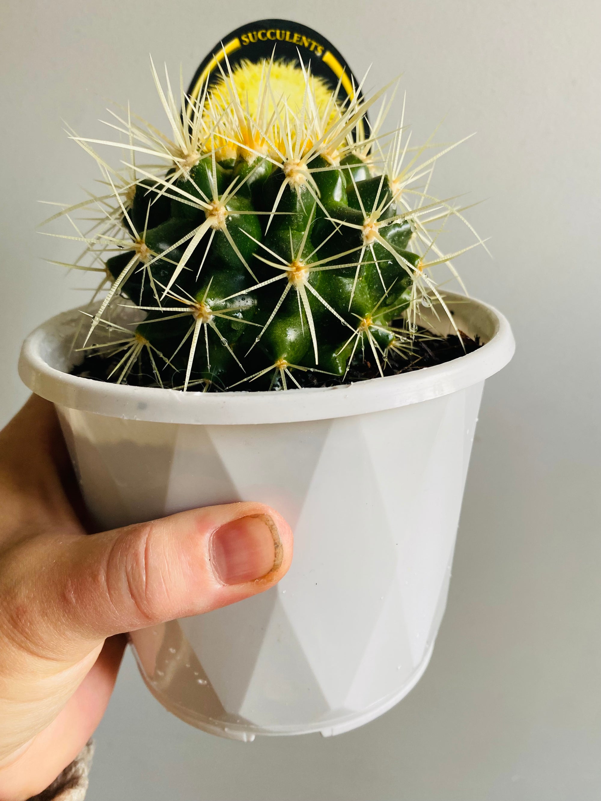 Golden Barrel Cactus - Echinocactus grusonii