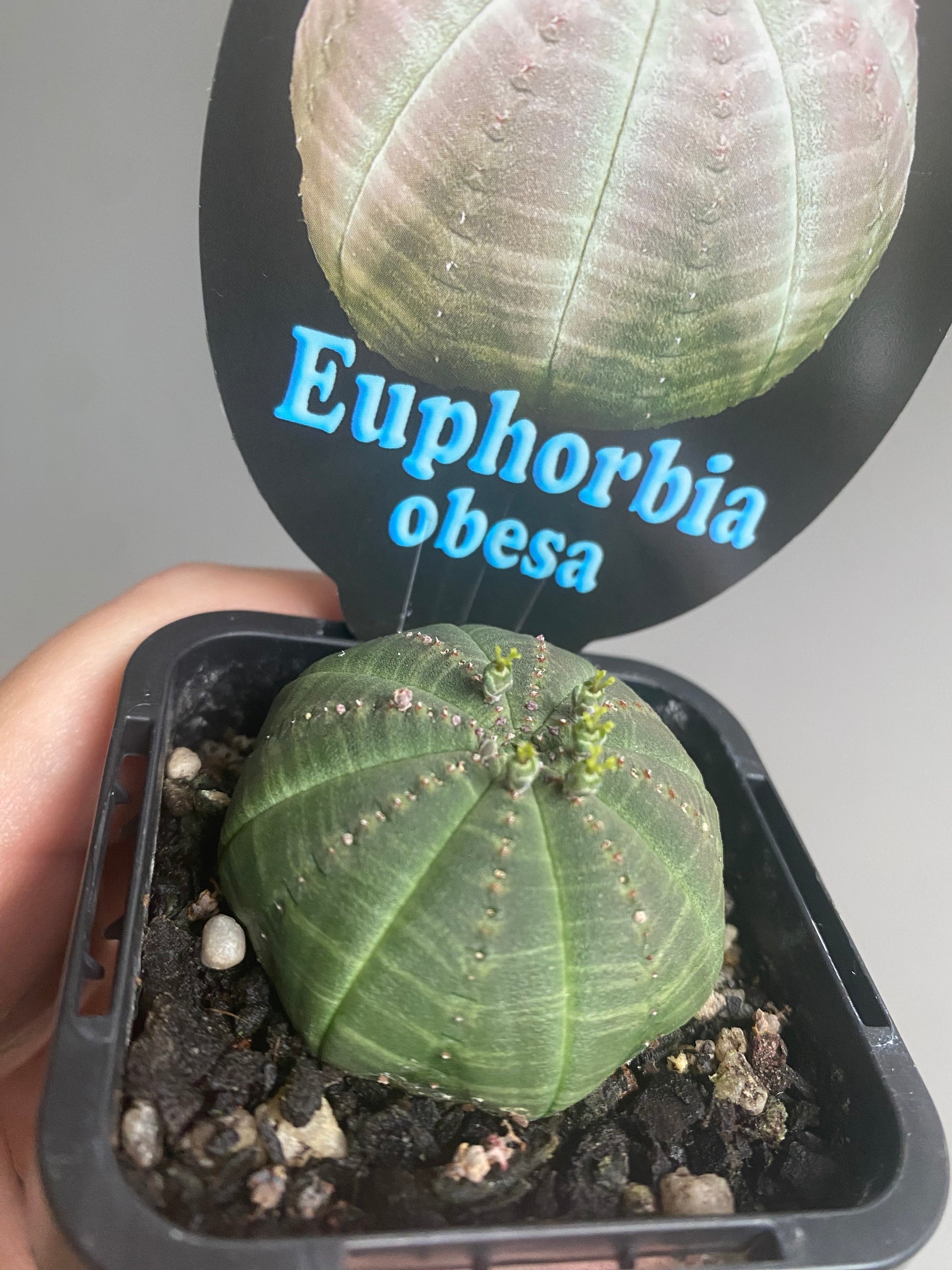 Euphorbia obesa