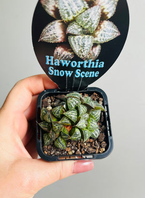 Haworthia 'Snow Scene'