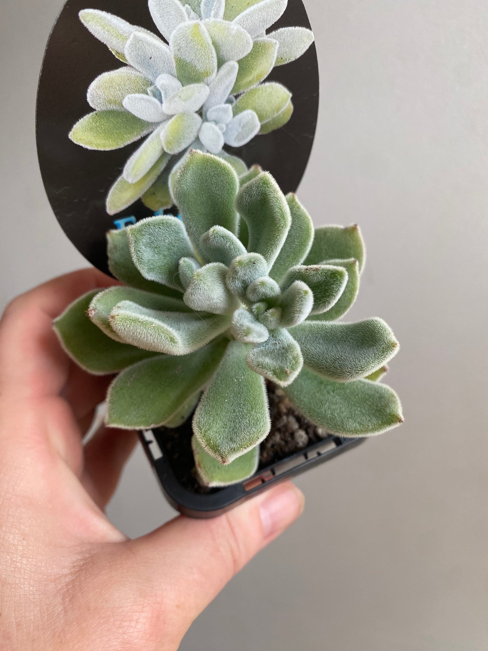 Echeveria pulvinata 'Frosty'