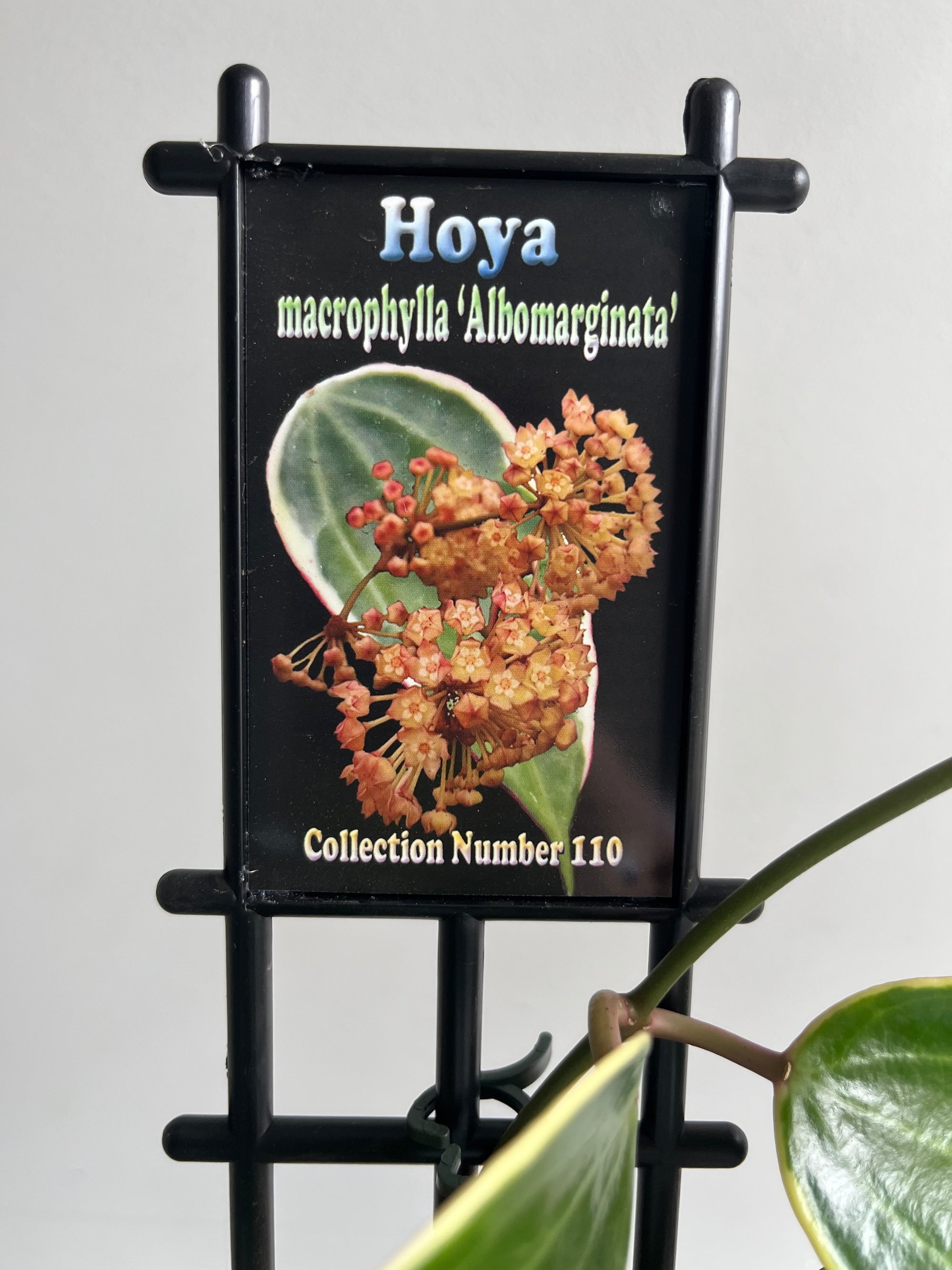 Hoya - Macrophylla 'Albomarginata' Collection No. 110