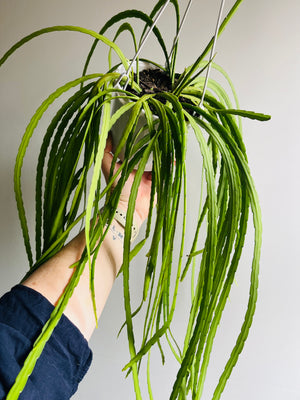 Rhipsalis Boliviana - Mistletoe Cactus Collection No. 34