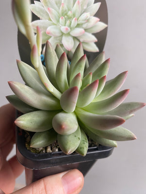 Pachyveria 'Angels Finger'
