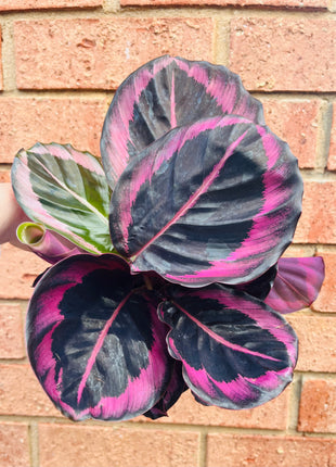 Calathea - Red Mojo