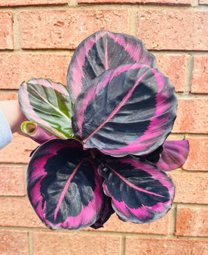 Calathea - Red Mojo