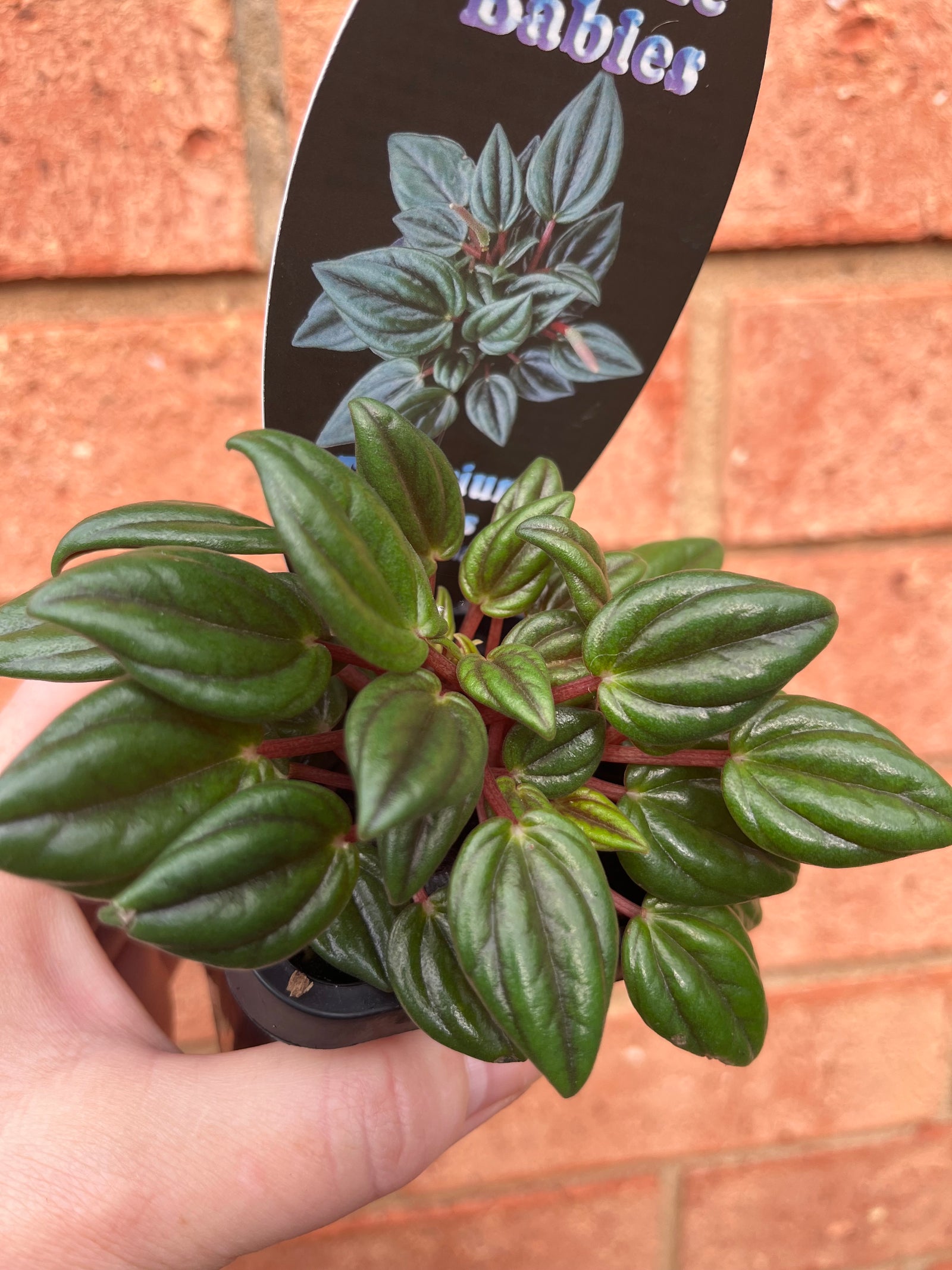 Peperomia - Paradisian 'Midnight'