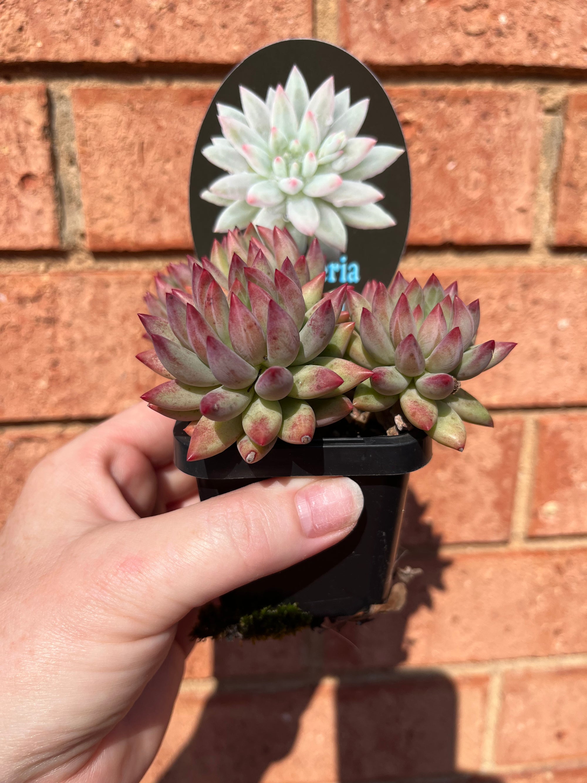 Pachyveria 'Angels Finger'