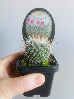 Mammillaria parkinsonii