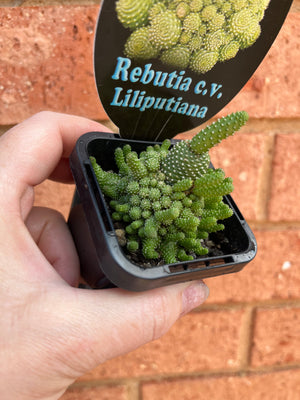 Rebutia liliputana