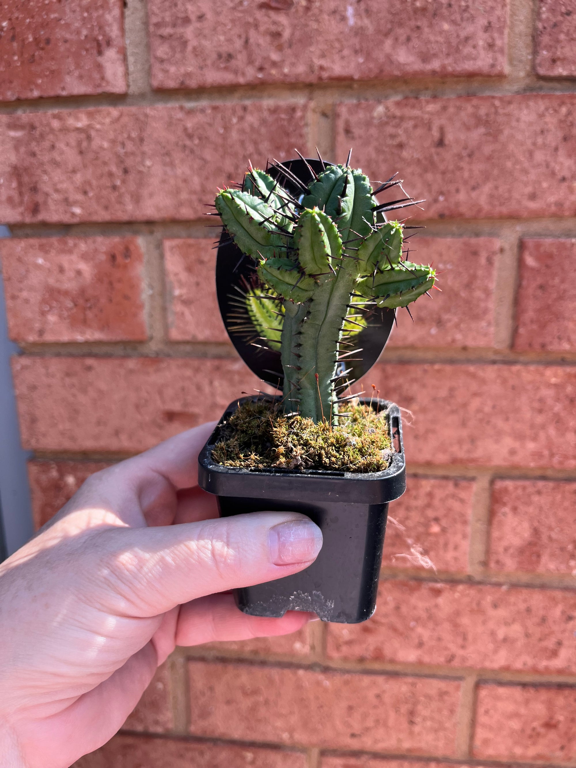 Euphorbia enopla