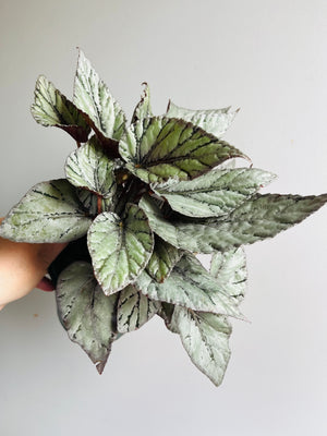 Begonia - Mini Silver