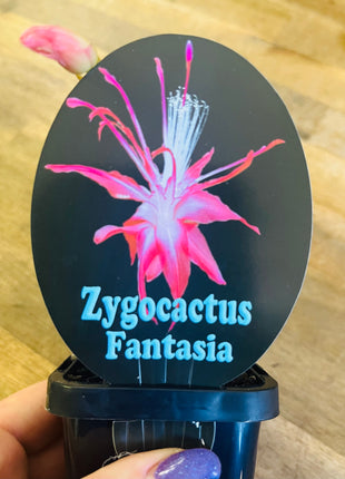 Schlumbergera Zygocactus varieties - 60mm Pot