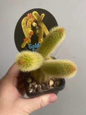 Cleistocactus winteri  - Golden Rat Tail Cactus