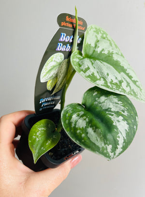 Scindapsus pictus ‘Exotica’ - Satin Pothos