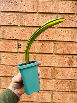 Sansevieria masoniana variegata 'Whale Fin'