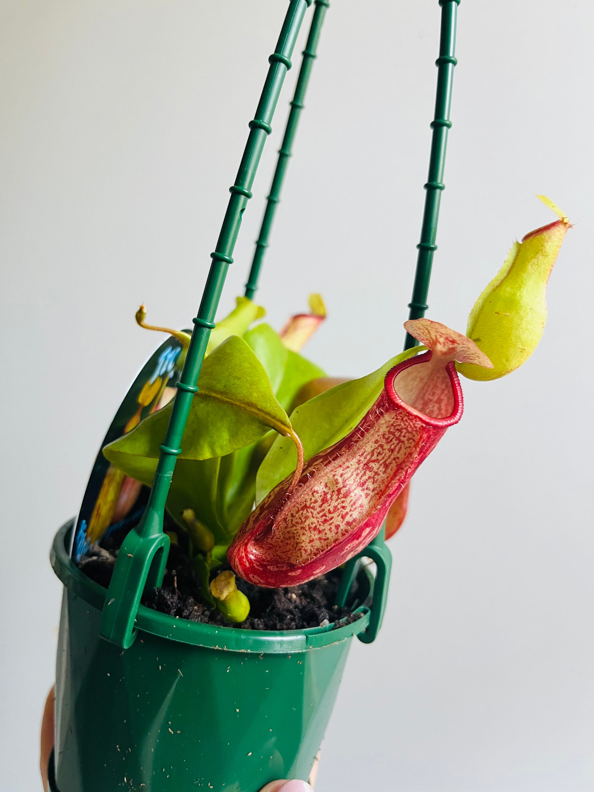 Nepenthes 'Gaya' - Pitcher Plant