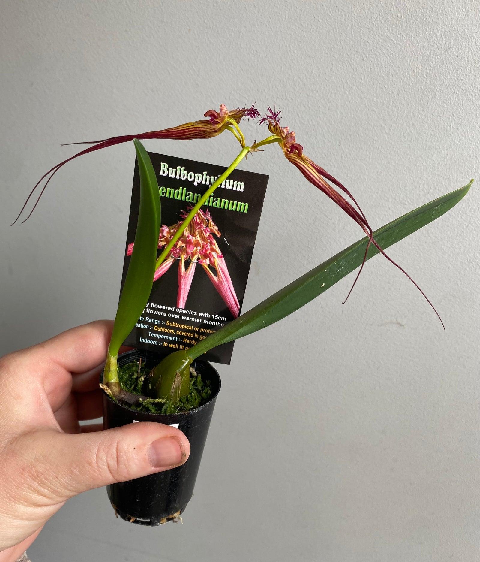 Bulbophyllum wendlandianum