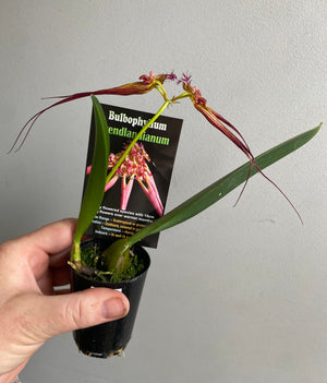 Bulbophyllum wendliandianum