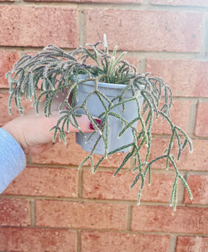 Rhipsalis Pilocarpa - Mistletoe Cactus Collection No. 24