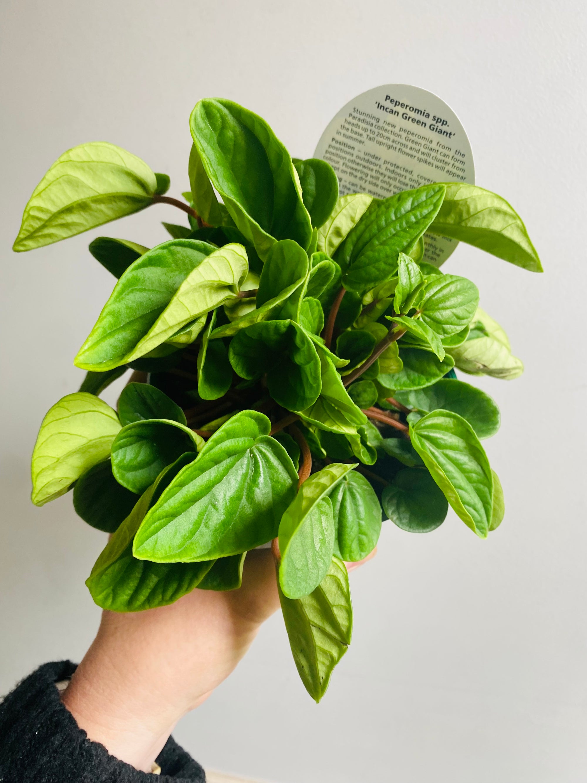 Peperomia - Incan Doll