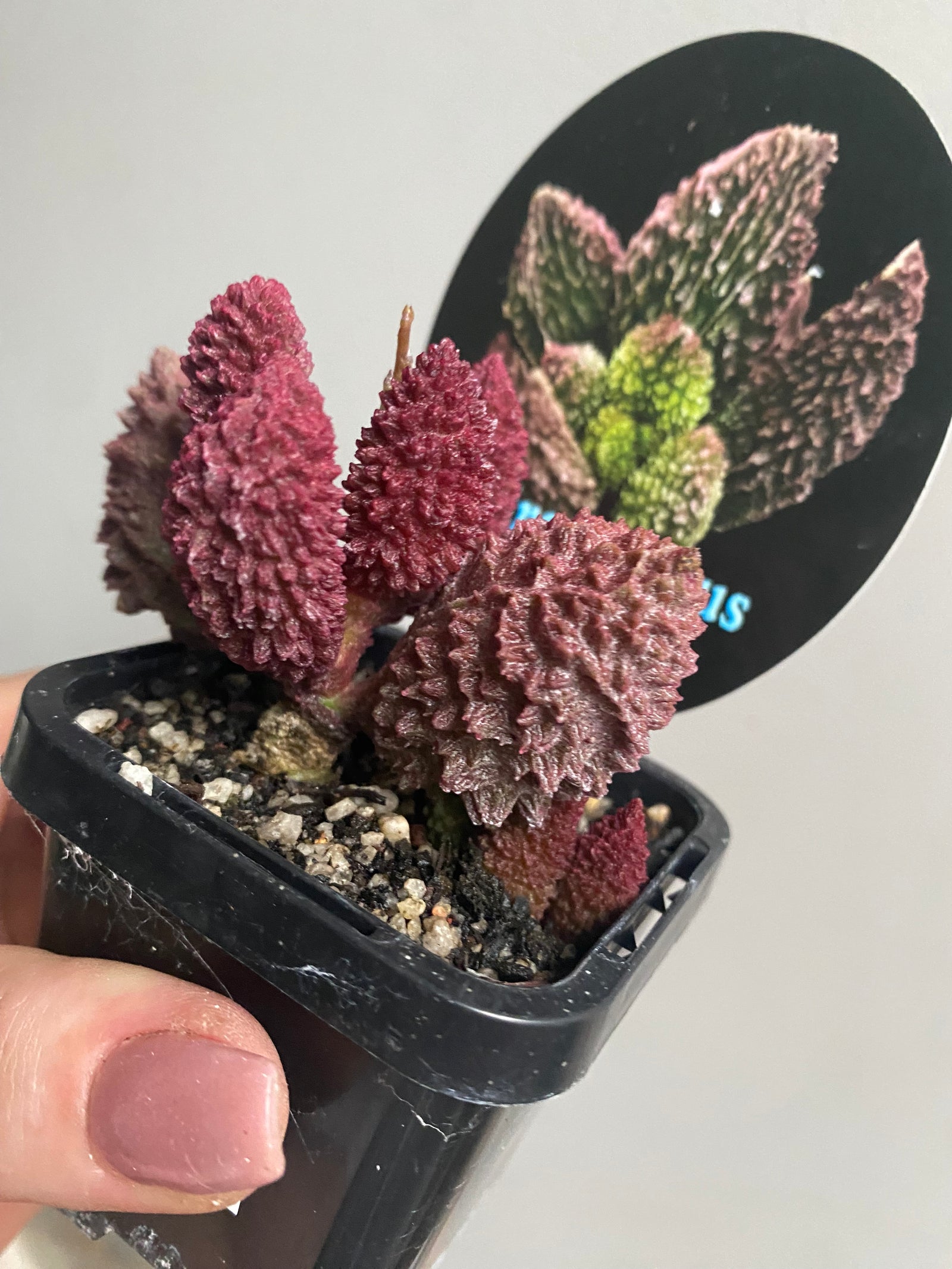 Adromischus marianae f. herrei
