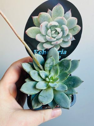 Echeveria colorata cv. ‘Yummie'