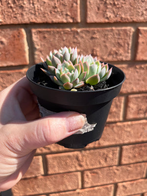 Echeveria Violet Queen