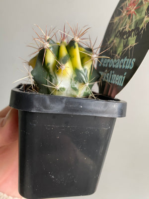 Ferocactus wislizeni variegata