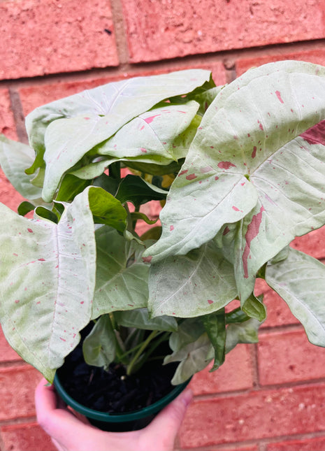 Syngonium - Confetti