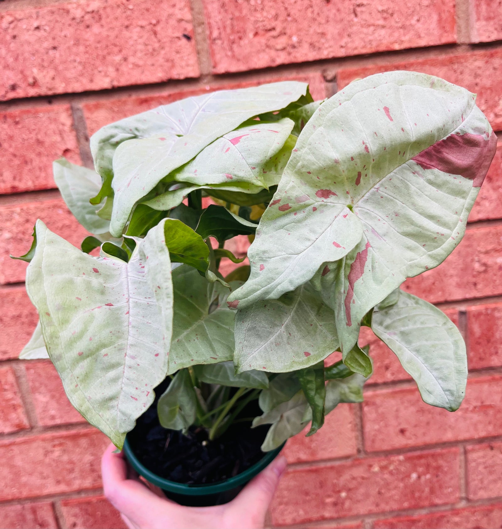 Syngonium - Confetti