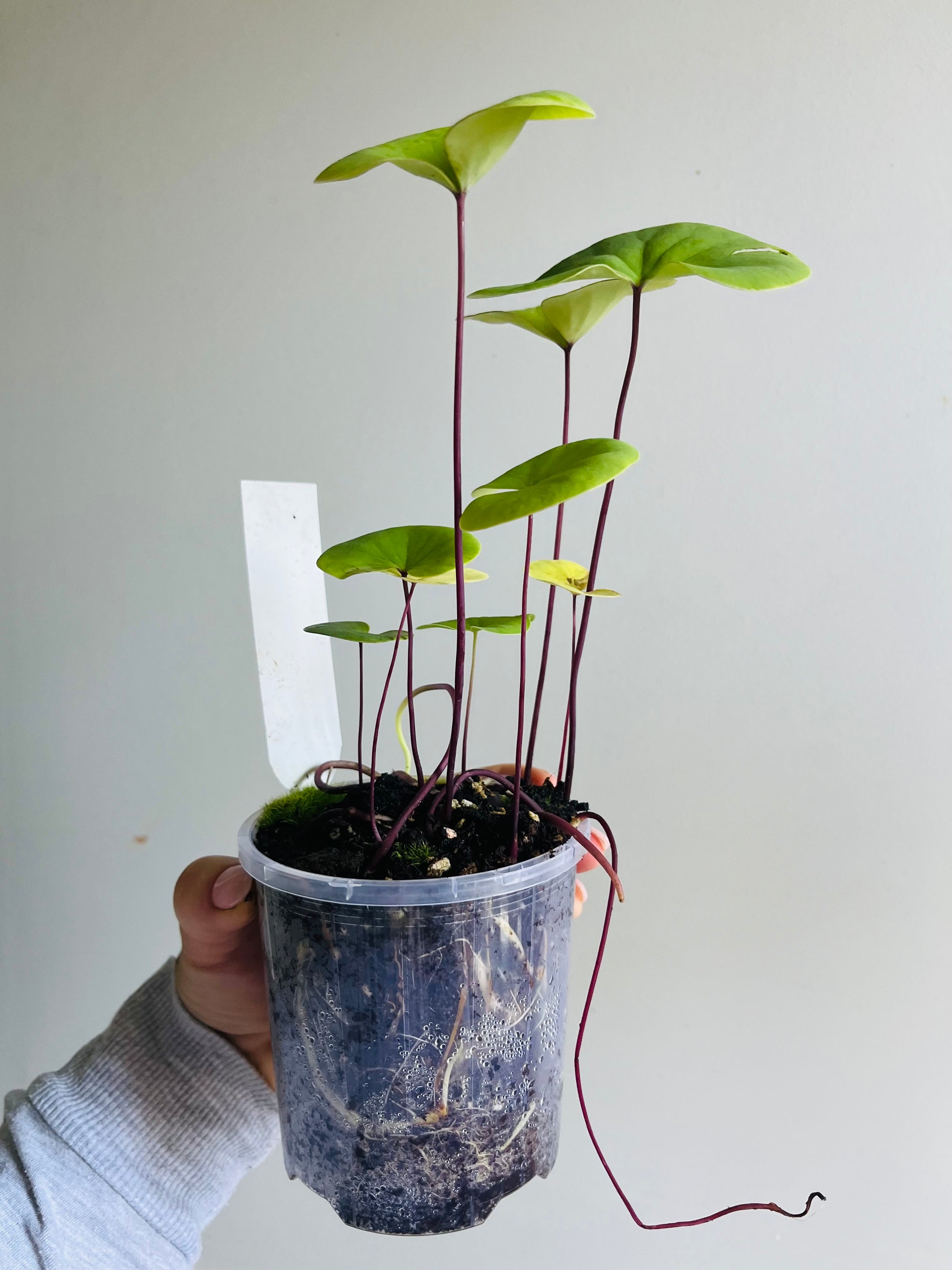 Utricularia Cornigera - Bladderwort