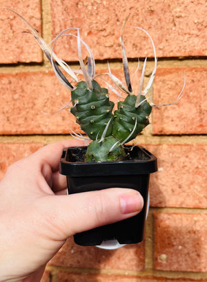Tephrocactus Papyracanthus Dwarf 'Paper Spined Cactus'