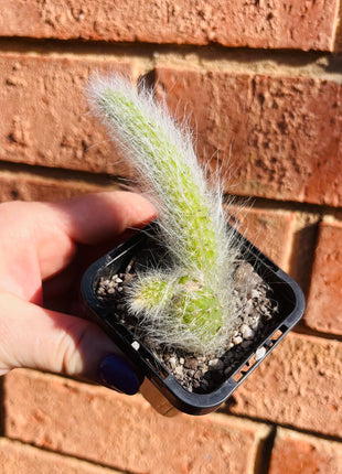 Cleistocactus (Hildewintera) coldemononis - Monkey Tail Cactus