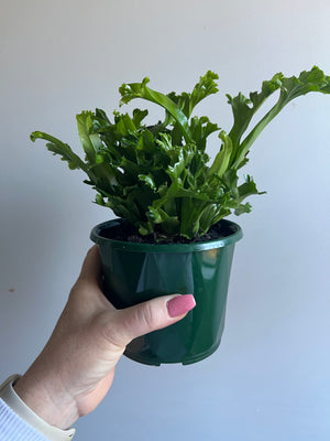 Asplenium antiquum cultivar ‘Leslie’