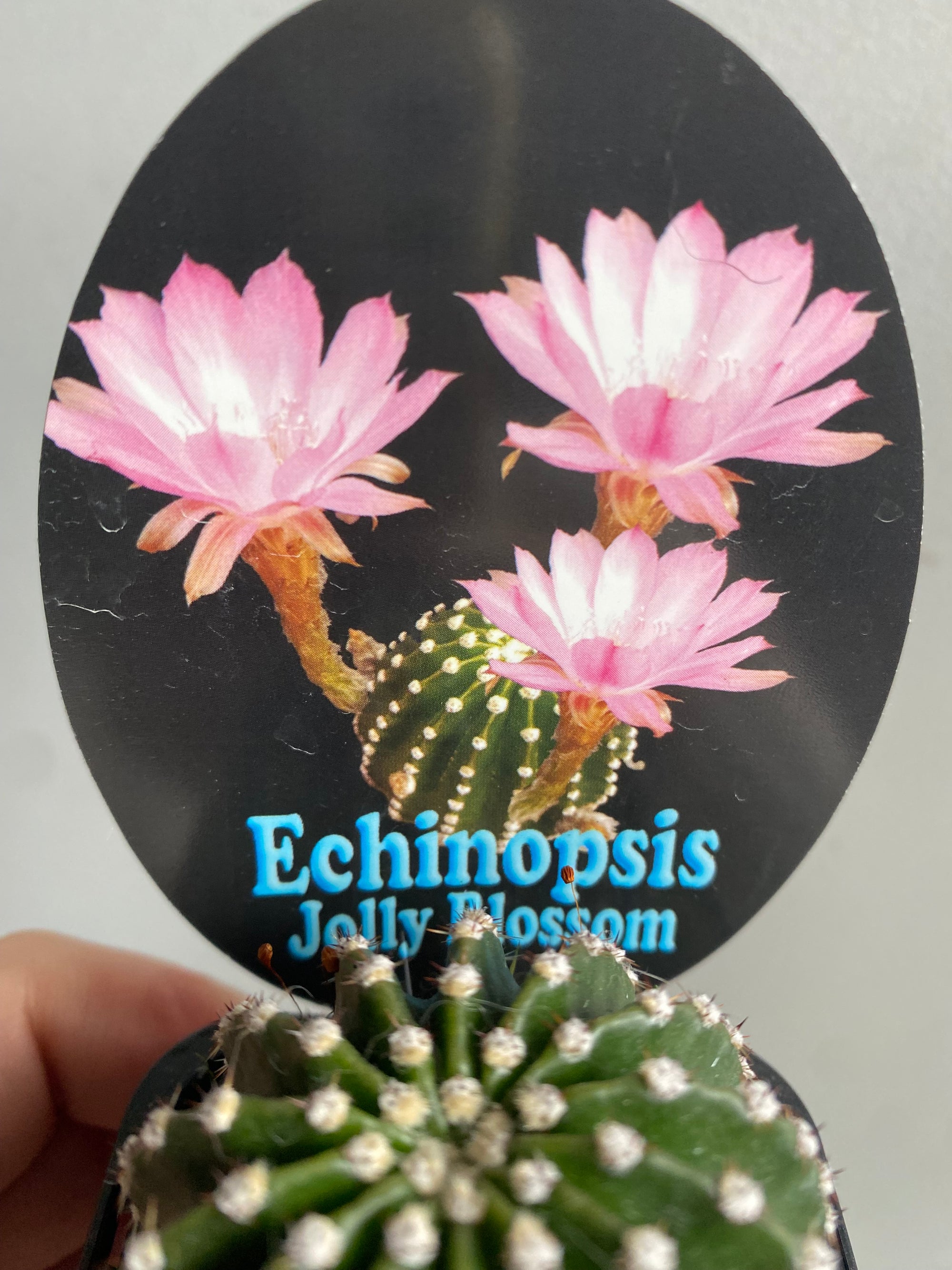 Echinopsis 'Jolly Blossom'